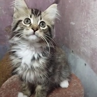 kucing mainecoon jantan nonped