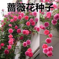 【多西多】買一送一爬藤薔薇種子多花玫瑰四季播種綠植盆栽花卉賽月季種籽