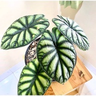 bibit bonggol alocasia dragon scale / alokasia dragon