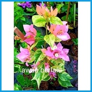 △ SALE!! RARE BOUGAINVILLEA CUTTINGS