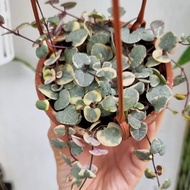 String of heart variegata tanaman unik dan lucu #gratisongkir