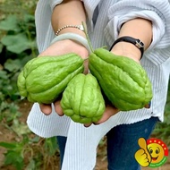 High Yield Chayote Seeds for Planting Vegetable Seeds for Gardening 佛手瓜种子 25pcs Chayote Melon Seeds 