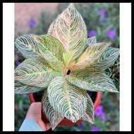 aglonema golden hope anakan super 2-5 daun termurah