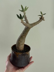 野生棒槌 Pachypodium 中村桜士 中村櫻士 非 象牙宮 巴氏