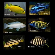 Ikan lemon,snow white,Niasa ikan chiclid siklid air tawar