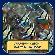 Fish IKAN HIAS AIR LAUT - CAPUNGAN AMBON / KARDINAL BANGGAI BEST QUALITY