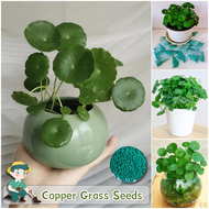 ปลูกง่าย เมล็ดสด100% เมล็ดพันธุ์ หญ้าทองแดง บรรจุ 50 เมล็ด Copper Grass Pilea Seeds เมล็ดดอกไม้ พืชไฮโดรโปนิกส์ เมล็ดบอนสี ต้นไม้มงคล บอนสี ดอกไม้ปลูกสวยๆ เมล็ดพันธุ์ดอกไม้ ไม้ประดับ พันธุ์ดอกไม้ ต้นบอนสี บอนไซ ดอกไม้ปลูก แต่งบ้านและสวน Seeds for planting