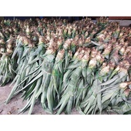 100% Fresh Benih Sulur Nenas MD2 Pineapple Seed Nanas Manis