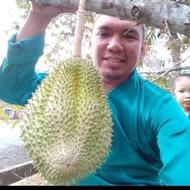 Musang King Original/Raja Kunyit D197,(1-1.5kaki Anak pokok)