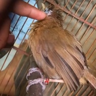 wambi betina mulus jinak bisa di elus²