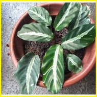 ∈ ❁ ☃ Calathea Urdunata Live Plants for Indoor/Outdoor