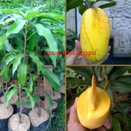 Bibit Mangga Chokanan Okulasi-Bibit Mangga Chokanan Super Murah-Bibit Mangga Chokanan Cepat Berbuah
