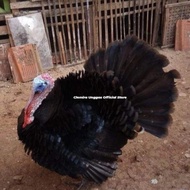 Kalkun Blackspanish Sepasang Induk / Ayam Kalkun / Blackspanish Turkey
