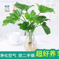 Spring Feather Hydroponic Plants Hydroponic Flowers Potted Plants Living Room Bedroom Green Plants L