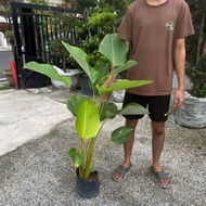 GPS Green Plant Society live tree Calathea Lutea 3ft 雪茄竹芋
