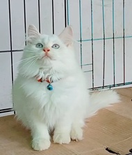Kucing persian himalayan red point kitten gemes