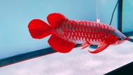 Arowana indonesia super red(5~12inci)