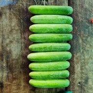 TGWH แตงกวาลูกผสมโนเบลสตาร์รุ่นโครตดกยาว13-14 ซม. มี2ขนาด ดกมาก ทนโรค ยี่ห้อseedlineมีให้เลือก2ขนาด