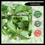 Daun Segar Pecah Beling Bayam Karang Keji Beling Jin Batu Homegrown Fresh Pecah Kaca 黑面将军叶