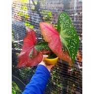 Caladium Pokok Keladi Cat Tumpah Indoors Outdoors Plants Flower Bunga