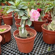 Adenium Sp Multi (0.3m), Free 5L Mixed Soil, Free 250g Chicken Fertiliser