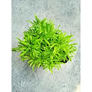 Tong Emas Puding Emas Pokok Emas 一桶金树