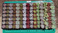 กุหลาบหิน ไม้อวบน้ำ Succulents ราคาส่ง (คลิกเลือกโปร ก่อนสั่ื้งซื้อนะคะ) พืชอวบน้ำ กระบองเพชร แคตตัส