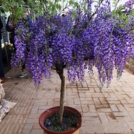 Anak Pokok Bunga Wisteria, Tumbuh-tumbuhan Memanjat Tanaman Merambat, Memanjat Bunga, Dinding Halama