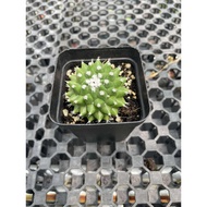 Mammillaria vagaspina craig 雪糕 cactus succulent