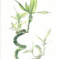 Original Watercolor Painting Bamboo Harmony Realistic Floral Art 40 x 30 cm