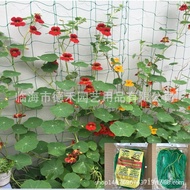 Wholesale Climbing Vine Net Bold Reinforced Lock Edge Grid Subnet Rose Morning Glory Cucumber Fruit Climbing Planting 00