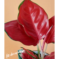 aglonema suksom jaipong merah anakan 2/3 daun