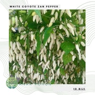 (10 Biji) Benih Bibit Biji - Cabai White Coyote Zan WCZ Pepper Seeds