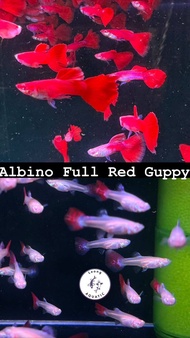 Albino Full Red Guppy (Male Only）