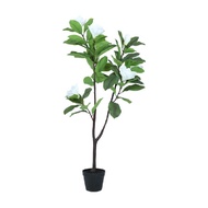 INDEX LIVING MALL ต้นแมกโนเลียในกระถาง รุ่นแมกนี่ ขนาด 