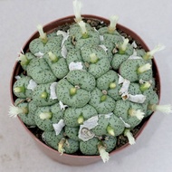 10 เมล็ด เมล็ดพันธุ์ Conophytum โคโนไฟตัม กระบองเพชร ไม้อวบน้ำ กุหลาบหิน แคคตัส Castus สายพันธุ์ obcordellum ‘giftbergense’