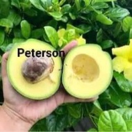 Anak pokok avocado peterson