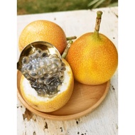 🍊5/10 Biji Benih🍊Ecuador Orange Passion Fruit Markisa 哥伦比亚百香果种子