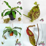 [Carnivorous Plant] Monkey Cup 猪笼草 Nepenthes Hookeriana Nepenthes Miranda by LS Group