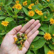 Bunga Matahari Kecil / Butter Daisy / Melampodium / Star Daisy Flower Seed