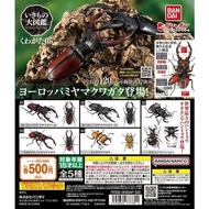 全新 Bandai 昆蟲大圖鑑 鍬形蟲 05 扭蛋 全5種 獨角仙