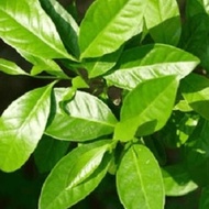 50 Fresh Bay Leaves