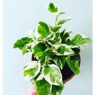 Epipremnum N-Joy / NJoy Pothos 白金葛 / 雪花绿萝