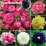 Multicolor Peony Fl0wer Seeeeds Seeeeds for Planting Fl0wers (20Pcs/bag) Potted Seeeeds Garden Deco