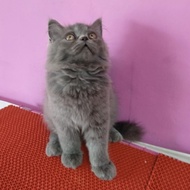 BSH mix Persia Flatnose