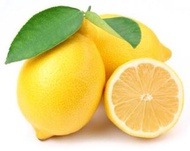 benih/bibit/biji buah jeruk lemon tea