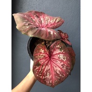 Keladi Hybrid Rare / Caladium Hybrid Rare (Big Plant)