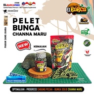 PELET BUNGA CHANNA MARU YS RED MARU Progress cabung pecah bunga makin solid xtra melanin guanin