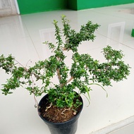 tanaman bonsay mini  tanaman serut  tanaman bonsai