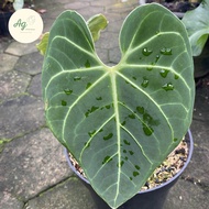 anthurium regale original